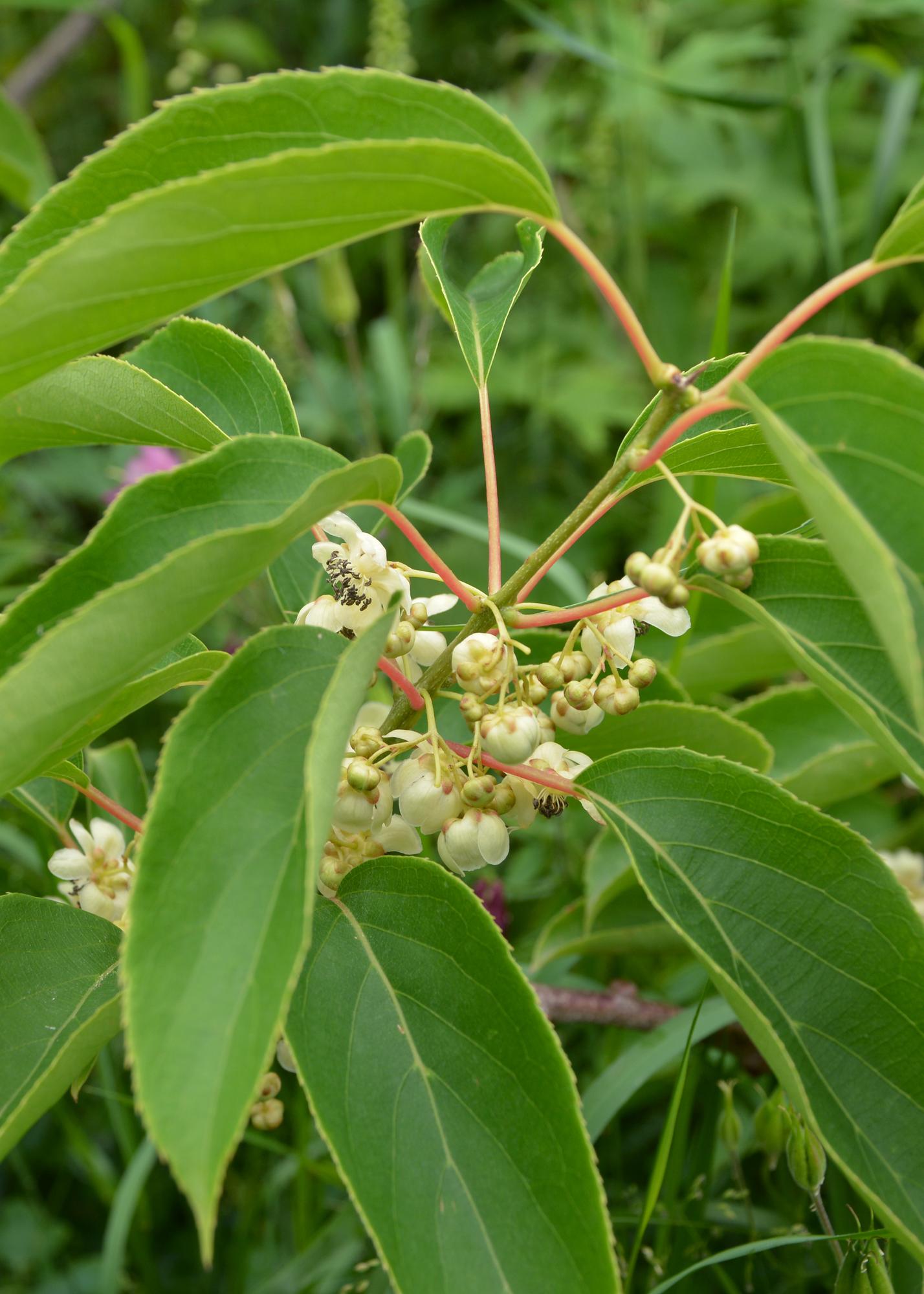 Actinidia arguta 'Issai' (Kiwibes)
