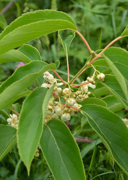 Actinidia arguta 'Issai' (Kiwibes)
