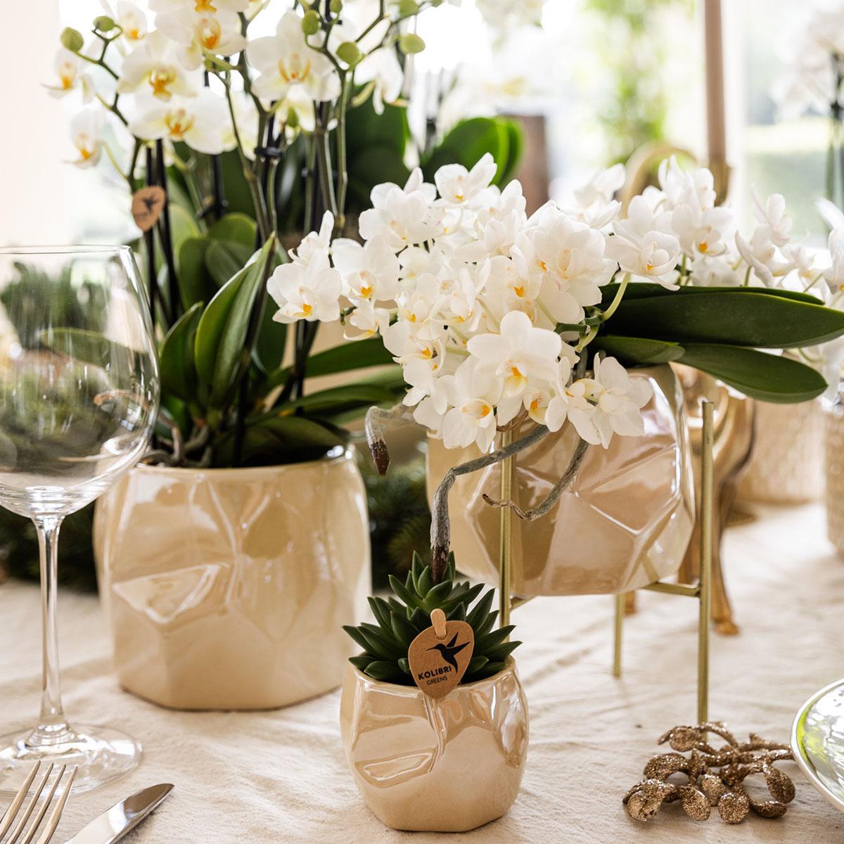 Kolibri Company | Set of plants + decorative pots for dinner table decoration - pot size Ø9cm & Ø6cm | flowering houseplants - fresh from the grower