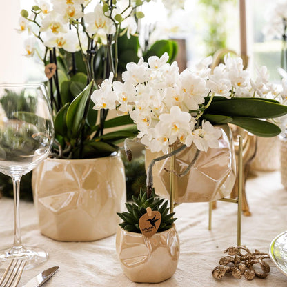 Kolibri Company | Set of plants + decorative pots for dinner table decoration - pot size Ø9cm & Ø6cm | flowering houseplants - fresh from the grower