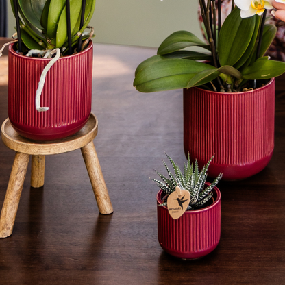 Combo: Narbonne Niagara Falls orchidee (Flare pot rood)