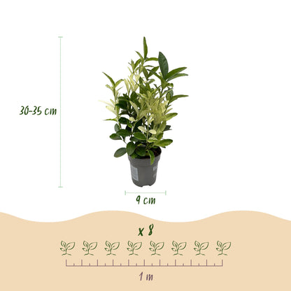 Euonymus japonica Paloma Blanca - Blad Groen en Wit - 8 Planten - 1 Strekkende Meter - Groenblijvend - Pot 9cm Hoogte 30-35cm