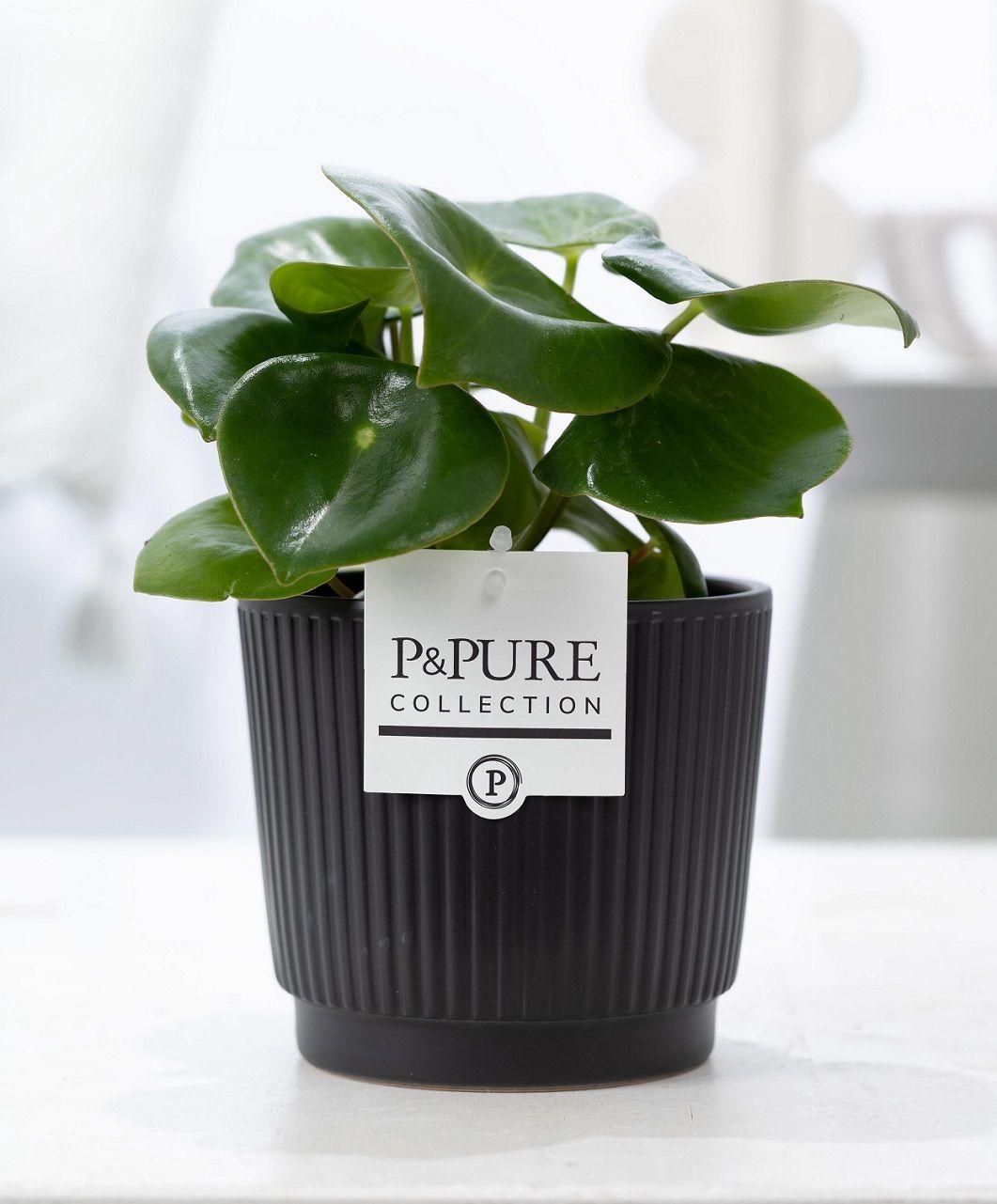 Combo: Peperomia Raindrop (Ceramics Matt Black)