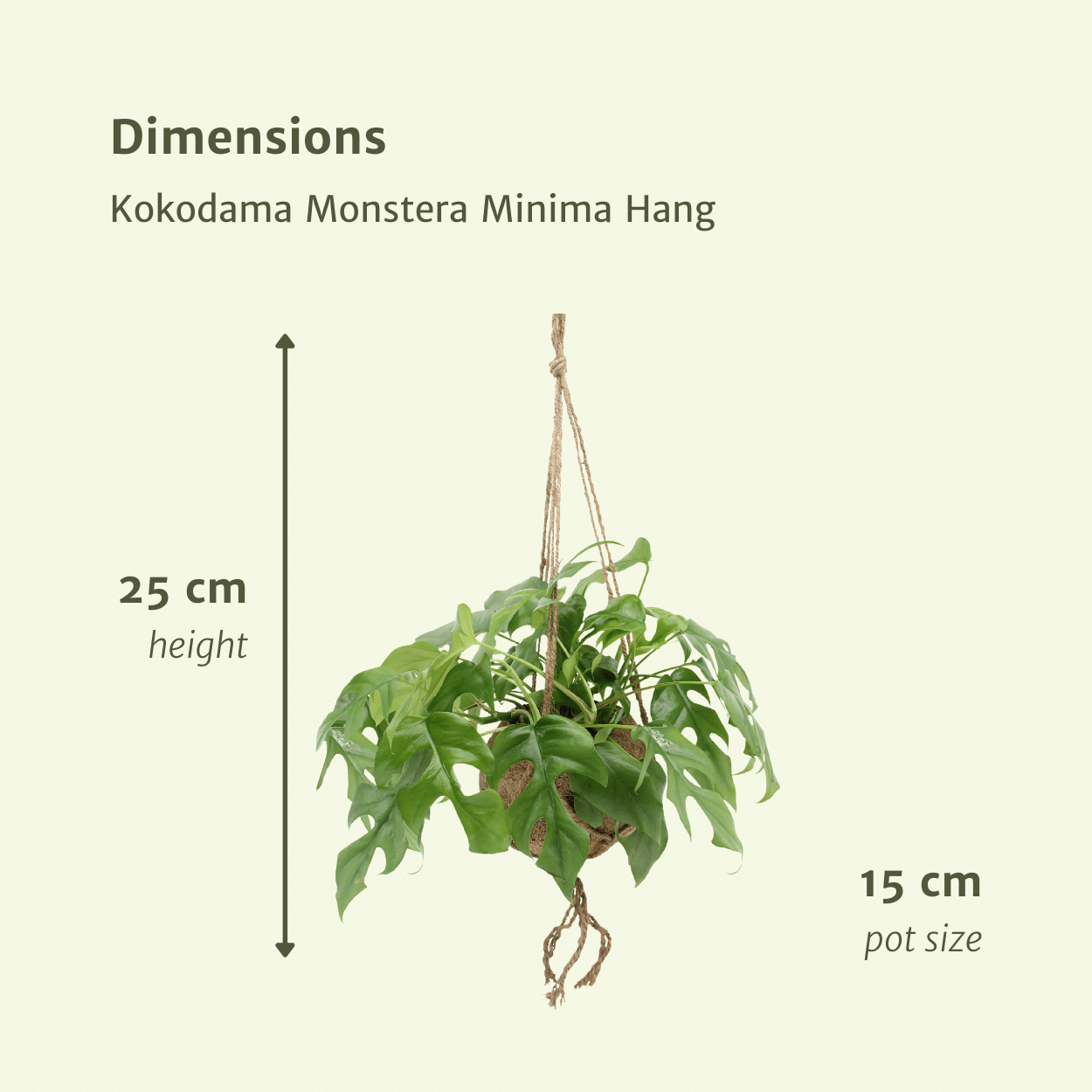 Duo-deal: Kokodama Monstera Minima
