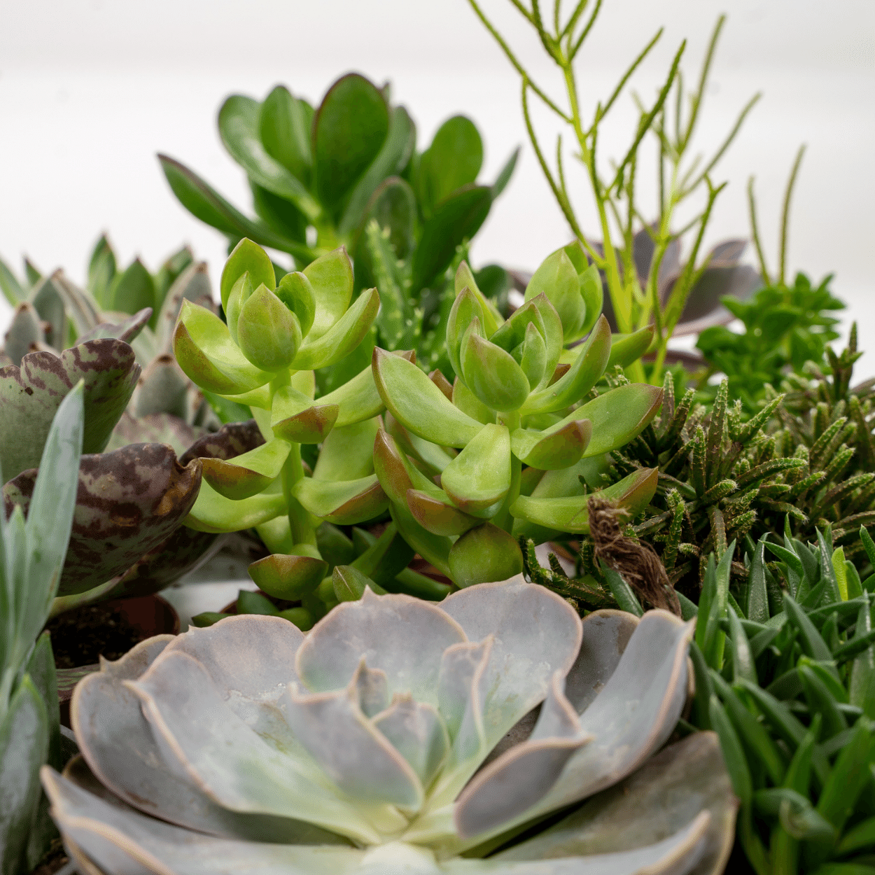 Mix: 9 Succulenten 10 cm Ø8,5