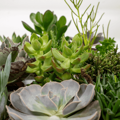 Mix: 9 Succulenten 10 cm Ø8,5
