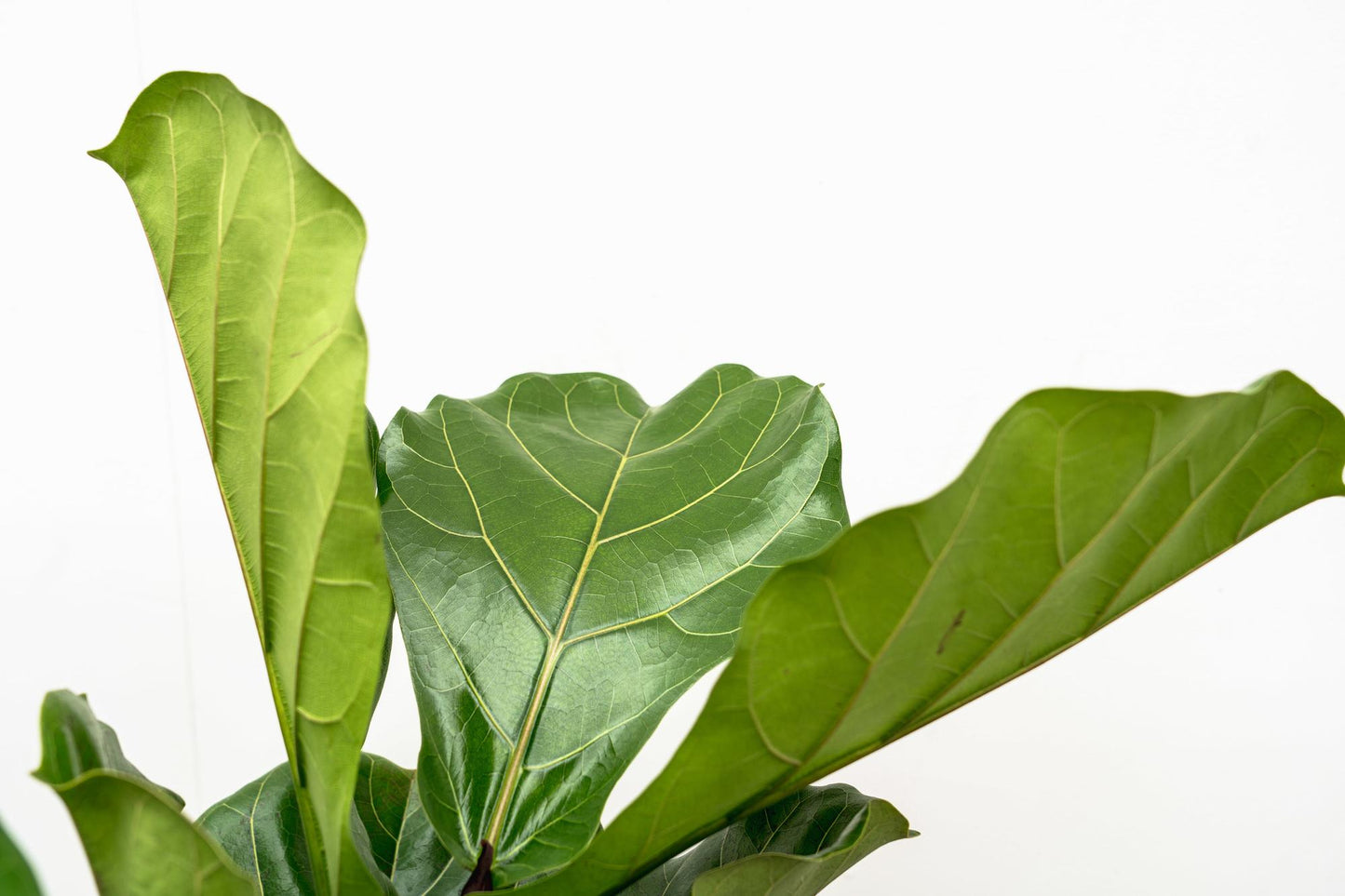 Ficus Lyrata vertakt XL - 200cm - ø34