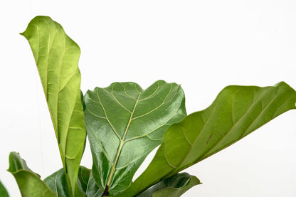 Ficus Lyrata vertakt XL - 200cm - ø34
