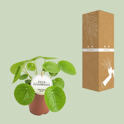 Pilea Peperomioides - Ø13cm - ↕20cm (aluminiumplant)