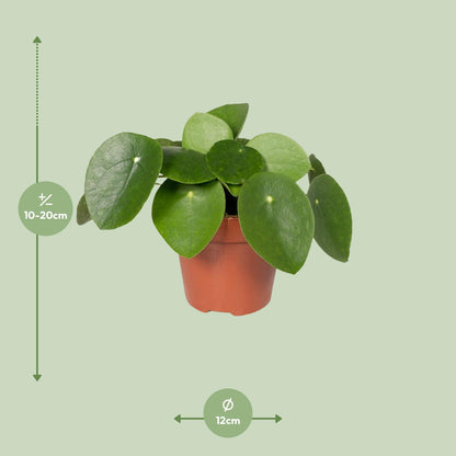 Pilea Peperomiodes Ø12cm - ↕20cm