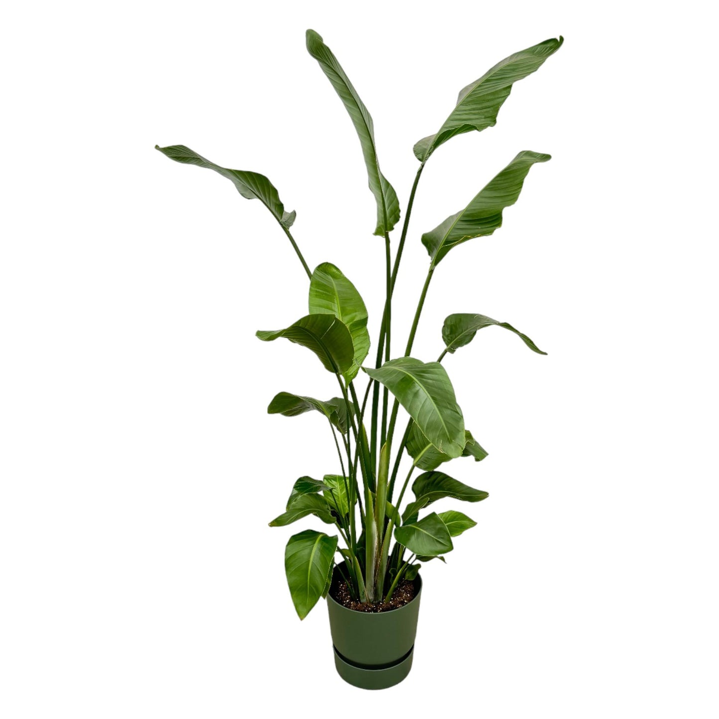 Combo: Strelitzia Nicolai (Greenville Round groen)