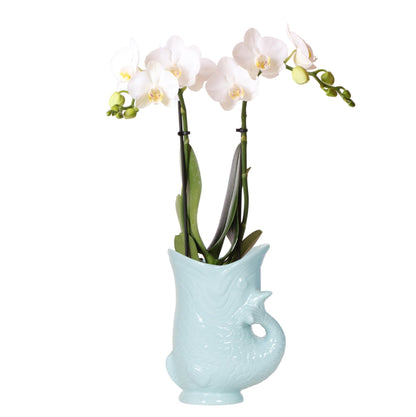 Giftset: Fishy Turquoise