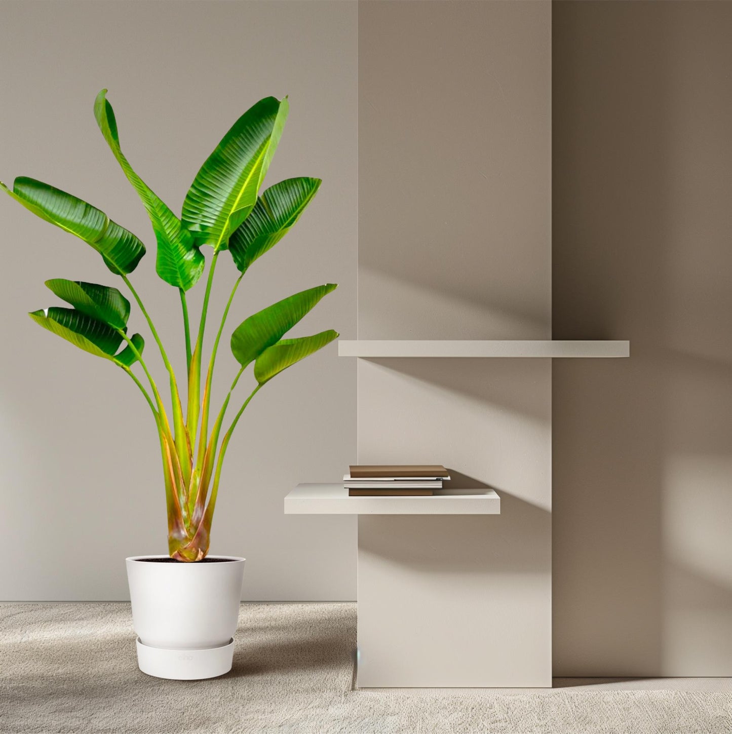 Strelitzia Augusta - 160 cm - Ø21-24cm