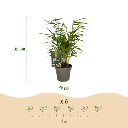 Bamboe: Fargesia Rufa (6 Planten)