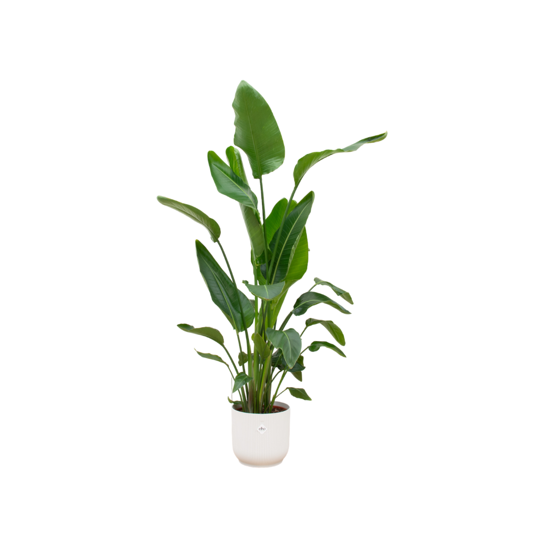 Set: Strelitzia Nicolai inclusief elho Vibes Fold Round wit Ø30 - 160 cm
