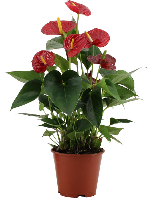 Anthurium Success Red- Ø14cm - ↕43cm