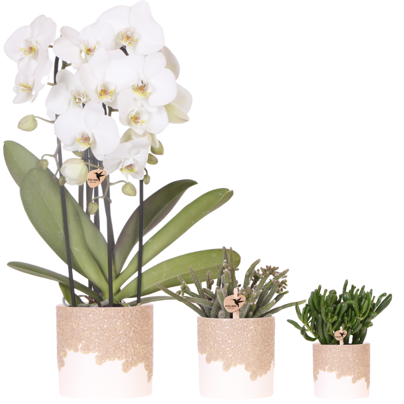 Set: Witte Niagara Falls orchidee 12cm + groene planten incl. Bloom Sand sierpotten