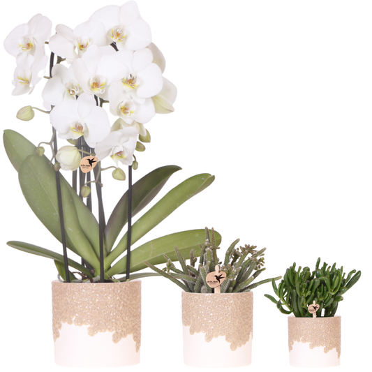 Set: Witte Niagara Falls orchidee 12cm + groene planten incl. Bloom Sand sierpotten