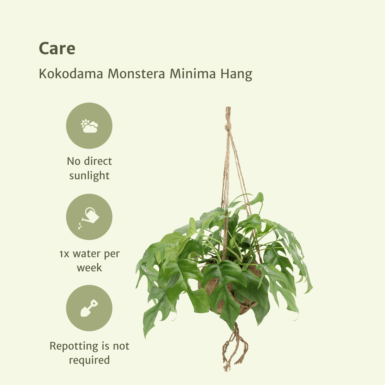 Duo-deal: Kokodama Monstera Minima