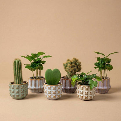 Mix: Plant set (6 pieces)(pot San Juan)