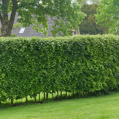 Palletdeal: Carpinus Betulus (50 stuks)