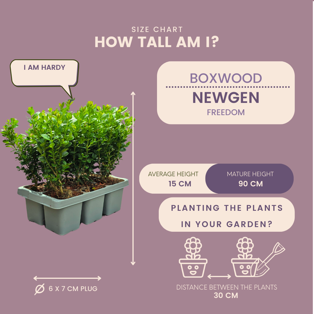 2 x 6-Pack Buxus NewGen Freedom – Winterharde Groenblijvende Struiken 12 x Ø7 cm - ↕15 cm