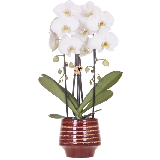 Witte Niagara Falls orchidee + Moonstone burgundy sierpot – potmaat Ø12cm