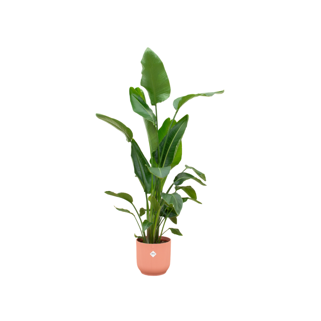 Set: Strelitzia Nicolai inclusief elho Vibes Fold Round roze Ø30 - 160 cm