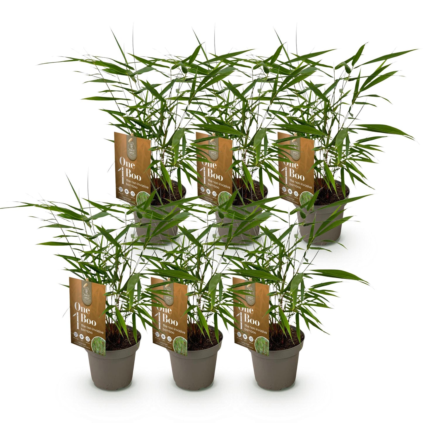 Bamboe: Fargesia Asian Wonder (6 Planten)