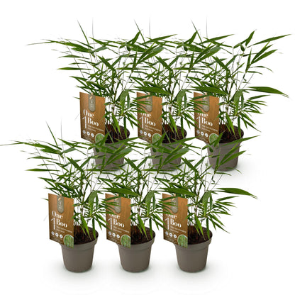 Bamboe: Fargesia Asian Wonder (6 Planten)