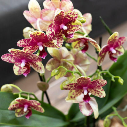 Combo: Orchidee Grosetto (Poppy sierpot)