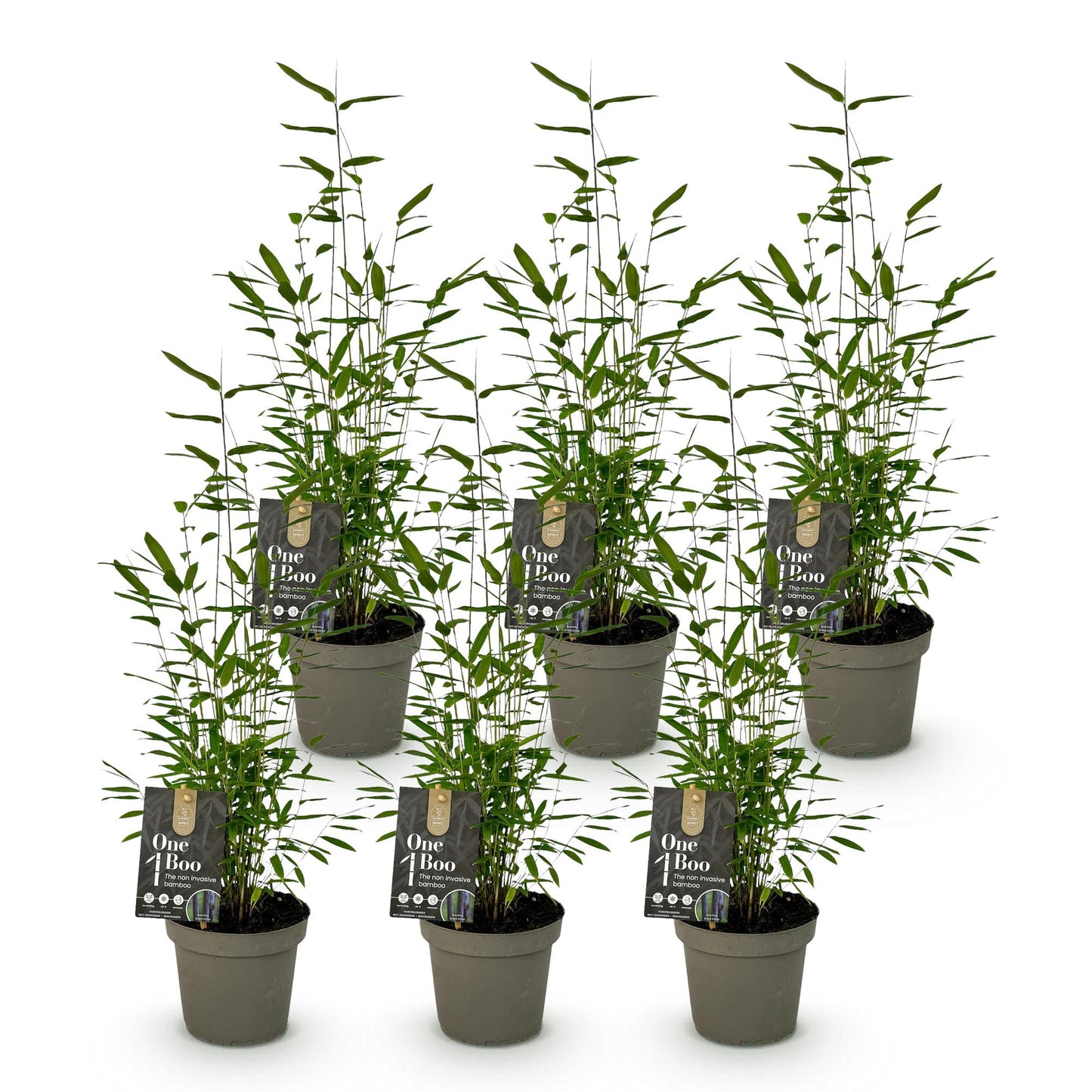 Bamboe: Fargesia Black Dragon (6 Planten)