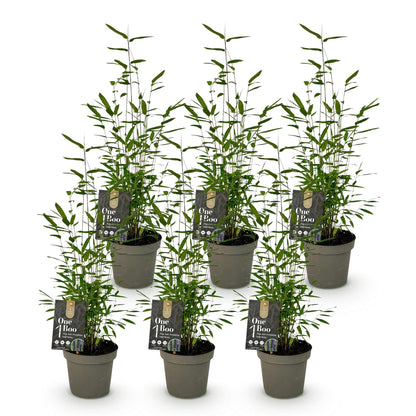 Bamboe: Fargesia Black Dragon (6 Planten)
