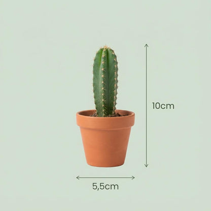 Mix: 12 Mini Cacti Ø 8,1 cm 5-10 cm - Terracotta Potten