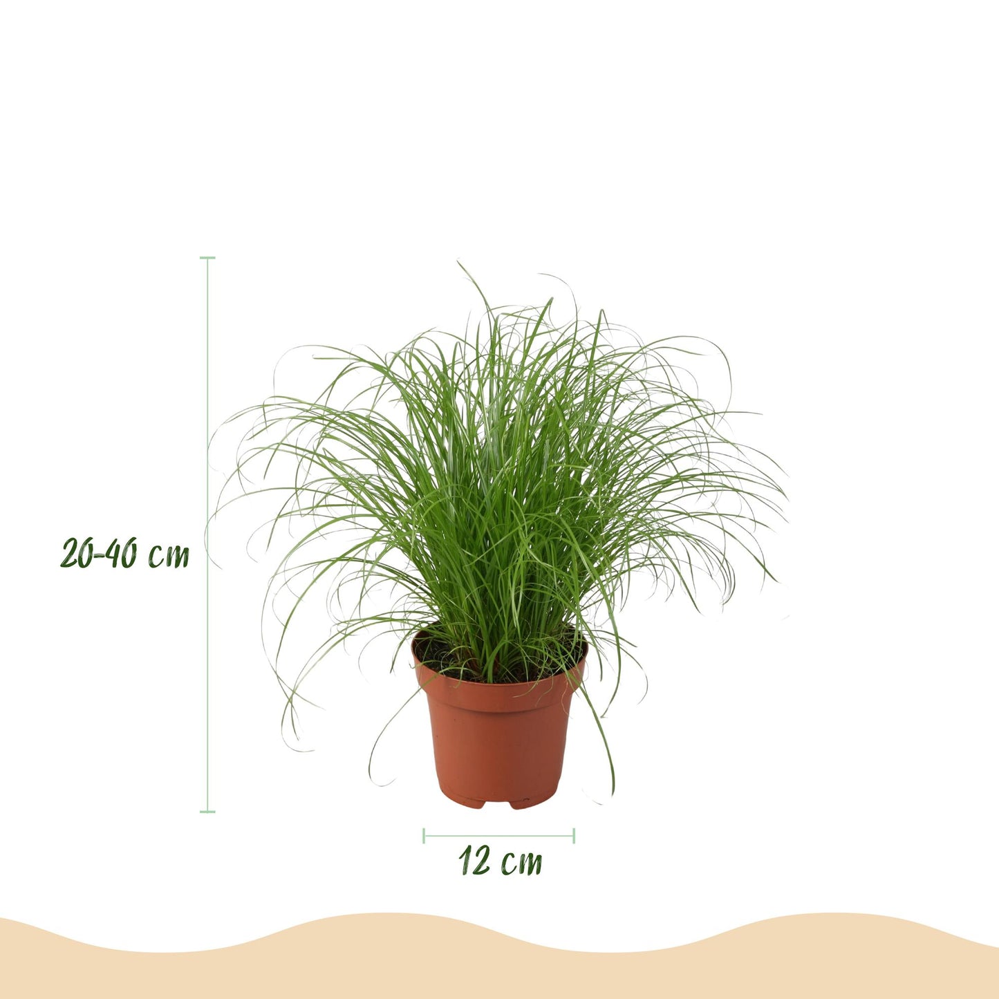 Mix: 4 Huisdiervriendelijke Planten in Witte Potten - Hoogte 25cm