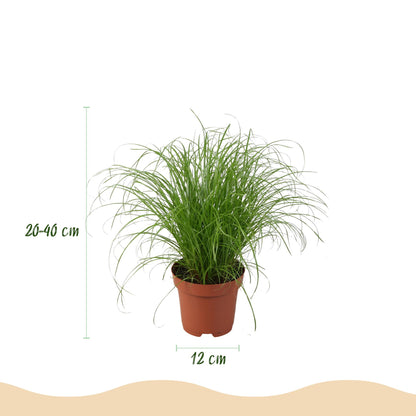Mix: 4 Huisdiervriendelijke Planten in Witte Potten - Hoogte 25cm