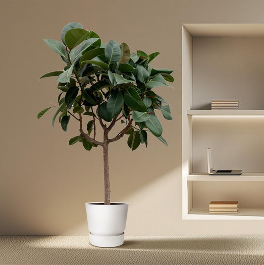 Ficus Elastica Robusta op stam - 190 cm - ø35