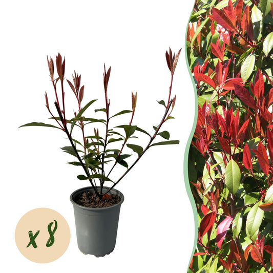 Photnia fraseri Carre Rouge - blad rood groen - 8 planten - 1 strekkende meter - groenblijvend - pot 9cm hoogte 30-35cm
