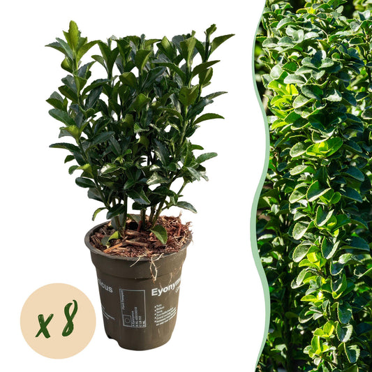 Euonymus japonica Green Spire -  blad groen - 8 planten - 1 strekkende meter - groenblijvend - pot 9cm hoogte 20-25cm