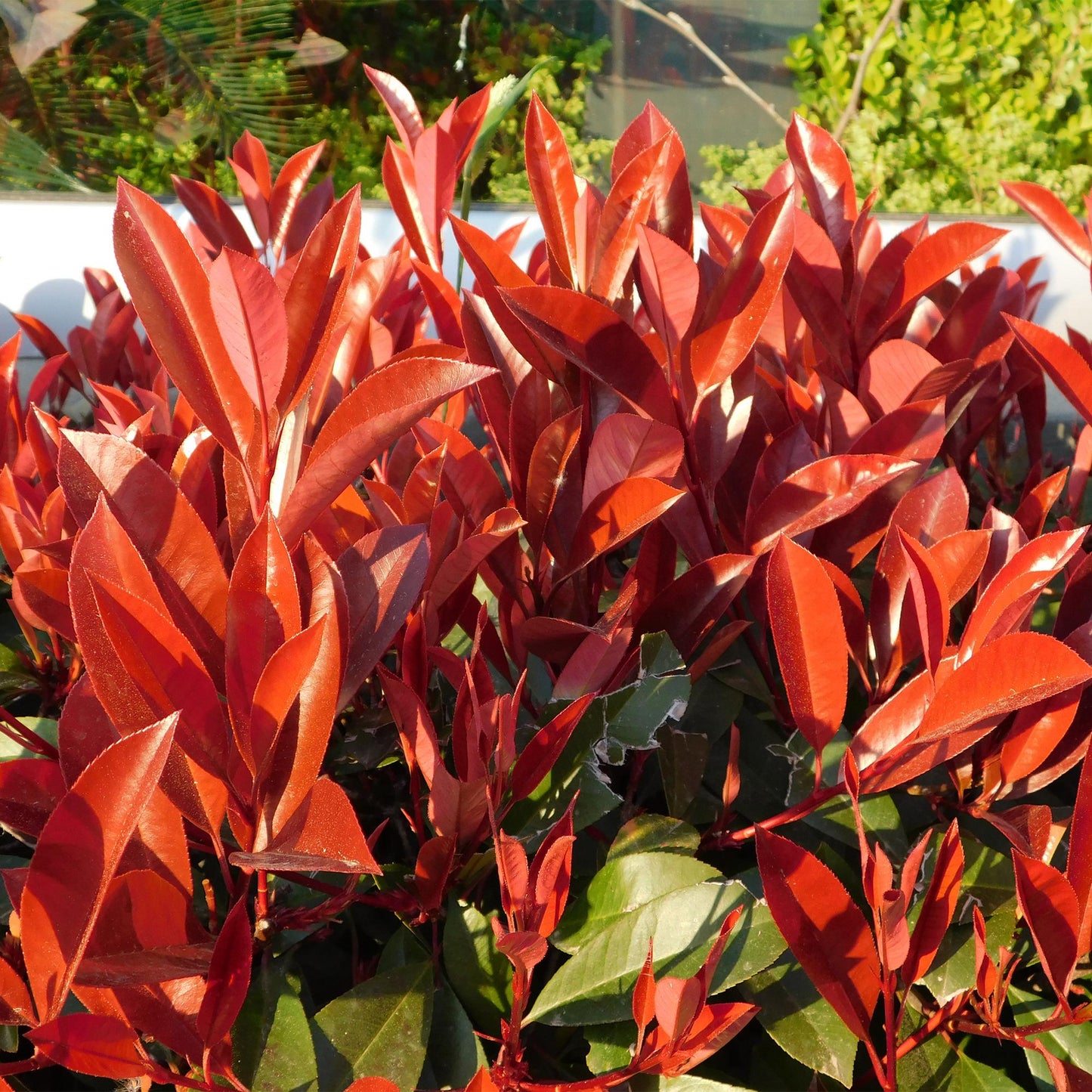 Photnia fraseri Red Robin - blad rood groen  - 8 planten - 1 strekkende meter - groenblijvend - pot 9cm hoogte 30-35cm