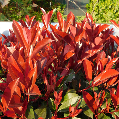 Photnia fraseri Red Robin - blad rood groen  - 8 planten - 1 strekkende meter - groenblijvend - pot 9cm hoogte 30-35cm