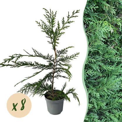 Cupressocyparis leylandii - blad groen - 8 planten - 1 strekkende meter - groenblijvend - pot 9cm hoogte 35-40cm