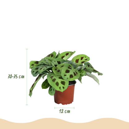Mix: 3 Huisdiervriendelijke Planten in Deco Mandjes - Hoogte 25cm
