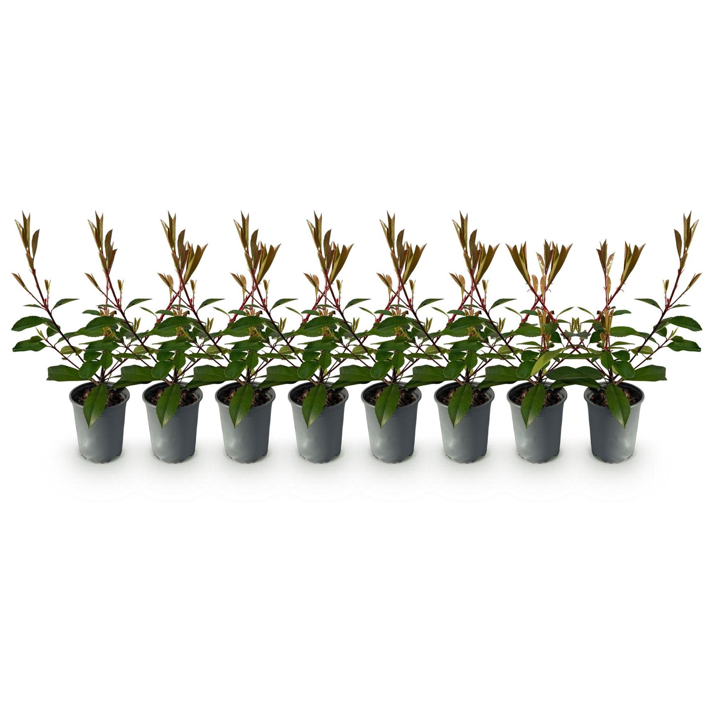 Photnia fraseri Red Robin - blad rood groen  - 8 planten - 1 strekkende meter - groenblijvend - pot 9cm hoogte 30-35cm