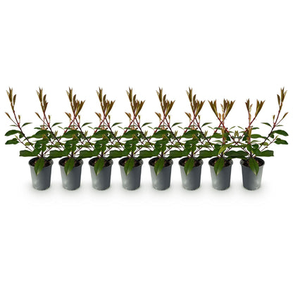 Photnia fraseri Red Robin - blad rood groen  - 8 planten - 1 strekkende meter - groenblijvend - pot 9cm hoogte 30-35cm