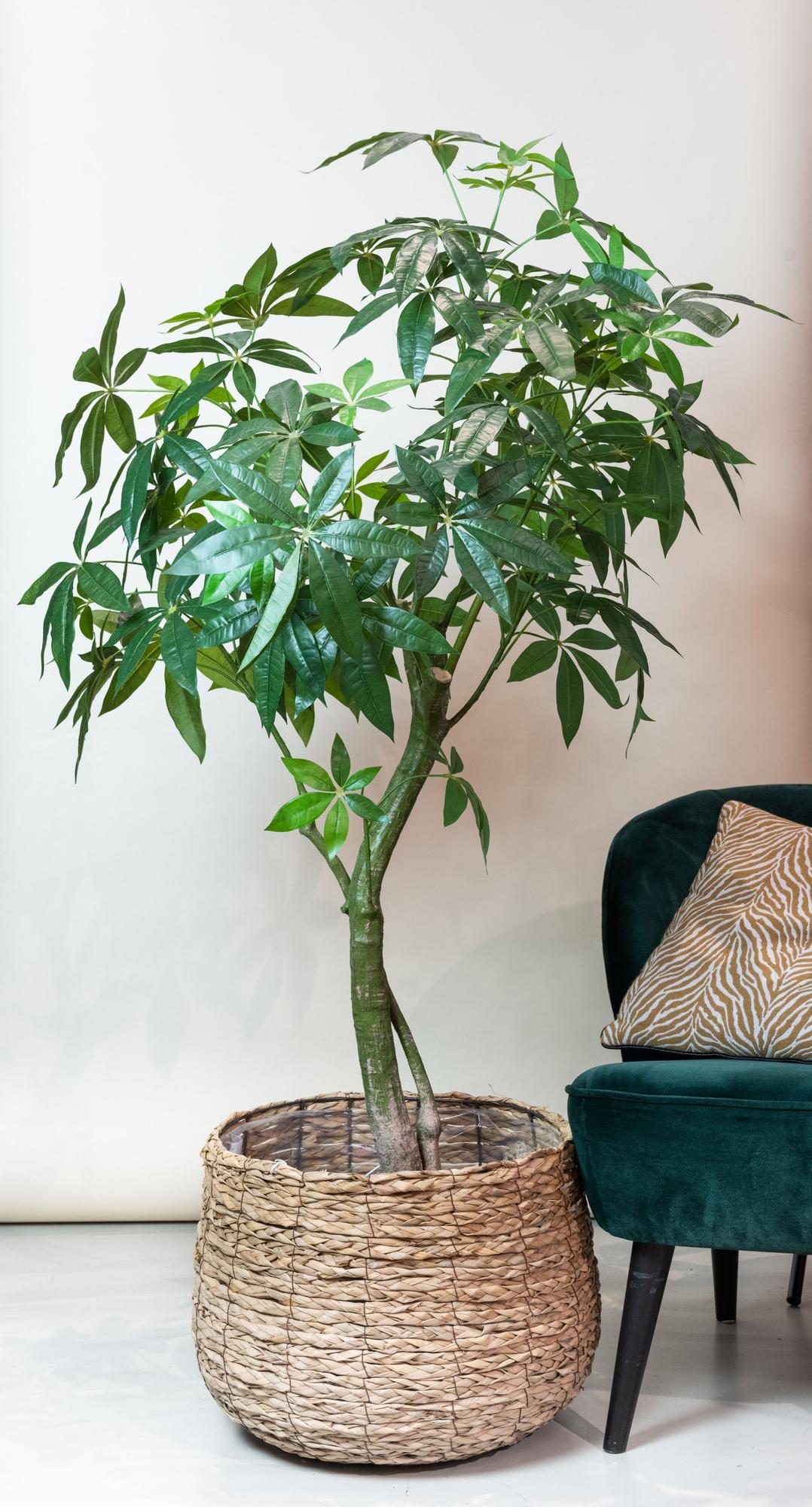 ARTIFICIAL Pachira Aquatica 180 cm
