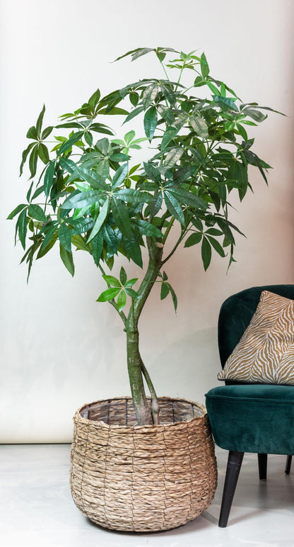 ARTIFICIAL Pachira Aquatica 180 cm