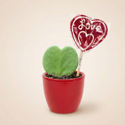 Plant Set: Red Sweetheart