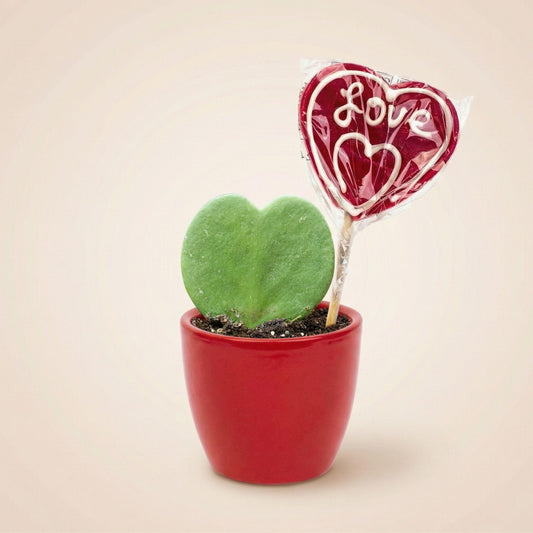 Plant Set: Red Sweetheart