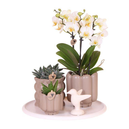 Giftset: Slow Living